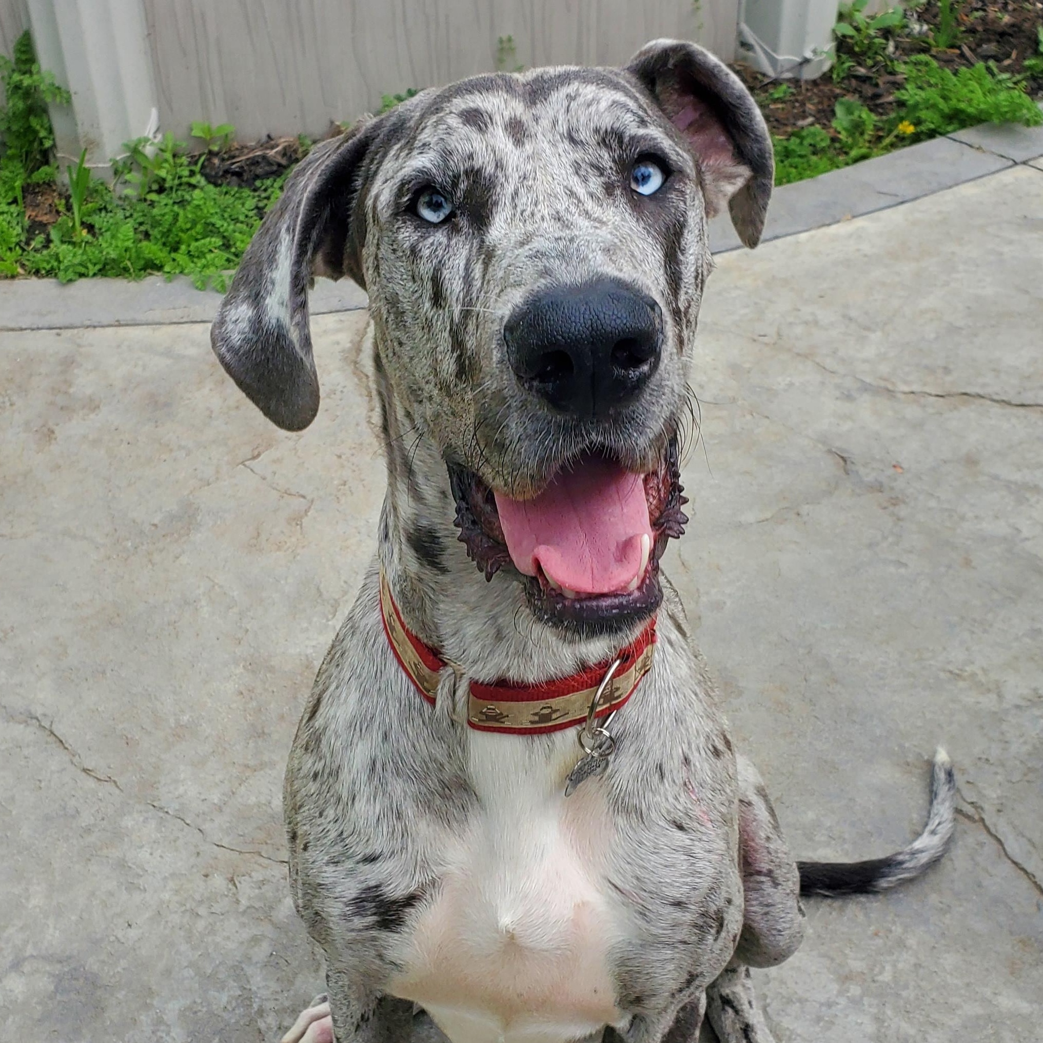 Enlarge Bravo, a Adoptable mixed breed in Albany, NY image 1/6