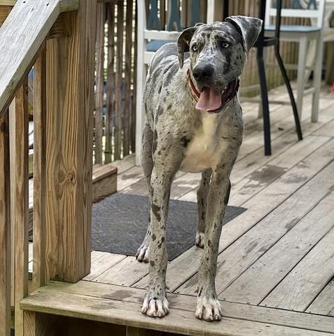 Enlarge Bravo, a Adoptable mixed breed in Albany, NY image 4/6