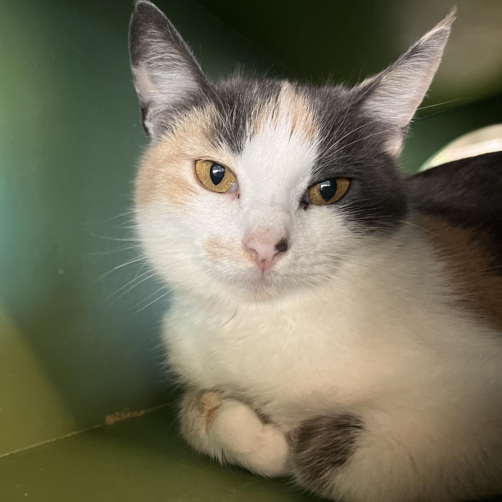 Enlarge Duchess, a Adoptable Domestic Short Hair in Bentonville, AR image 1/5