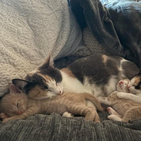 Enlarge Duchess, a Adoptable Domestic Short Hair in Bentonville, AR image 2/5