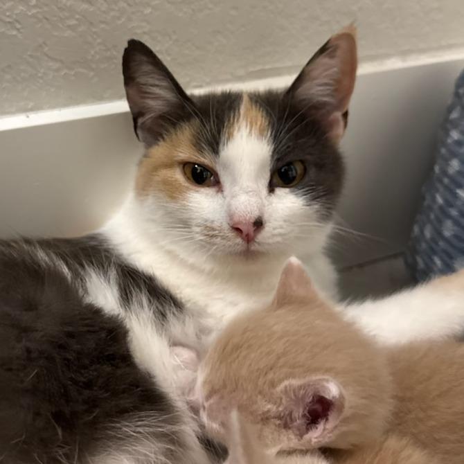 Enlarge Duchess, a Adoptable Domestic Short Hair in Bentonville, AR image 3/5