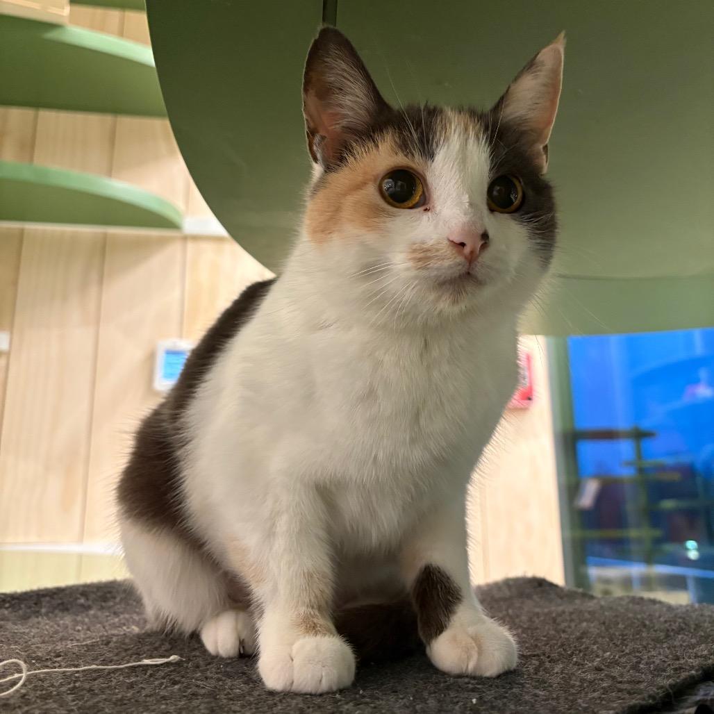 Enlarge Duchess, a Adoptable Domestic Short Hair in Bentonville, AR image 5/5