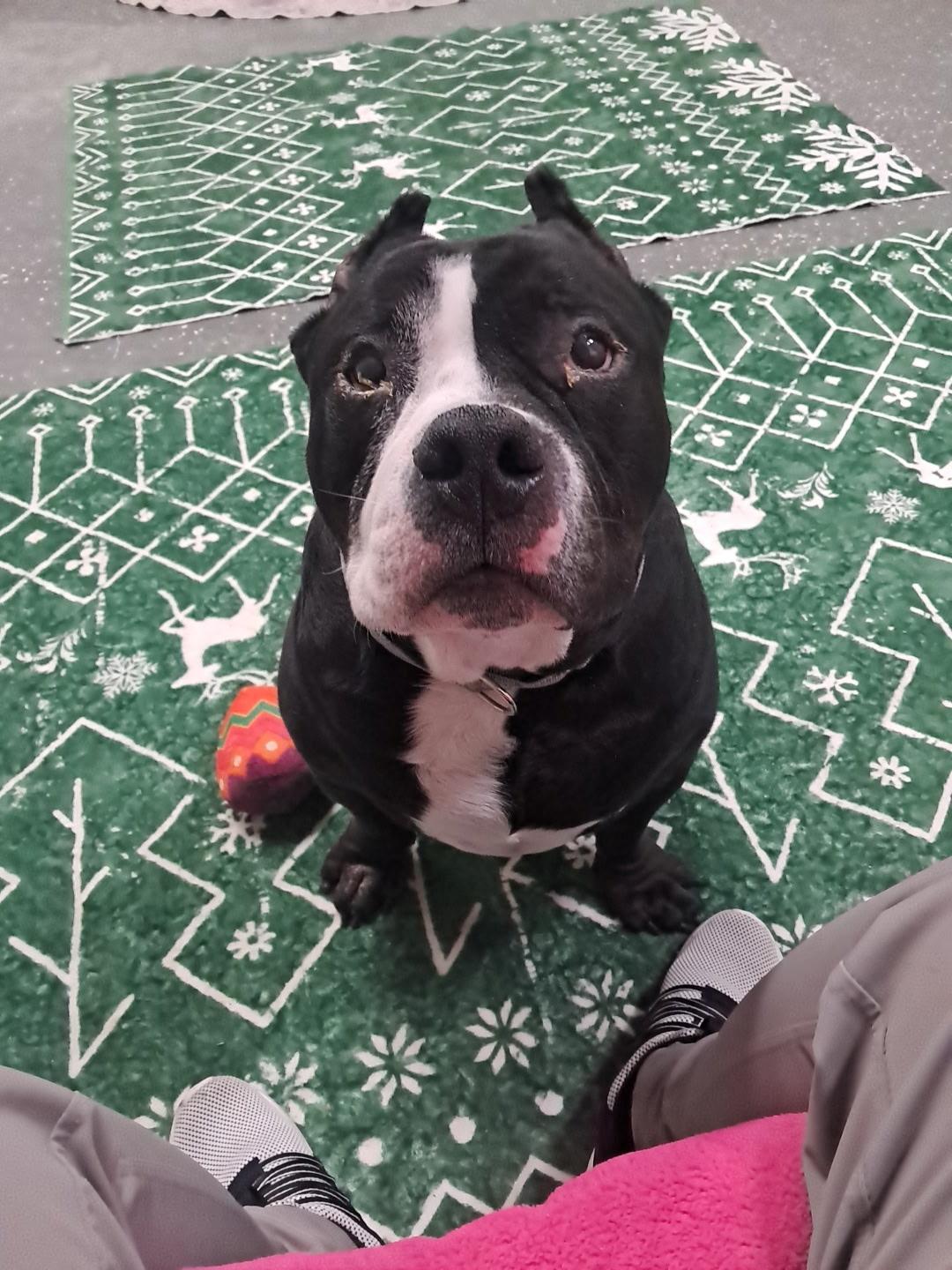 Enlarge Onyx, a ADOPTABLE mixed breed in Youngstown, OH image 3/5