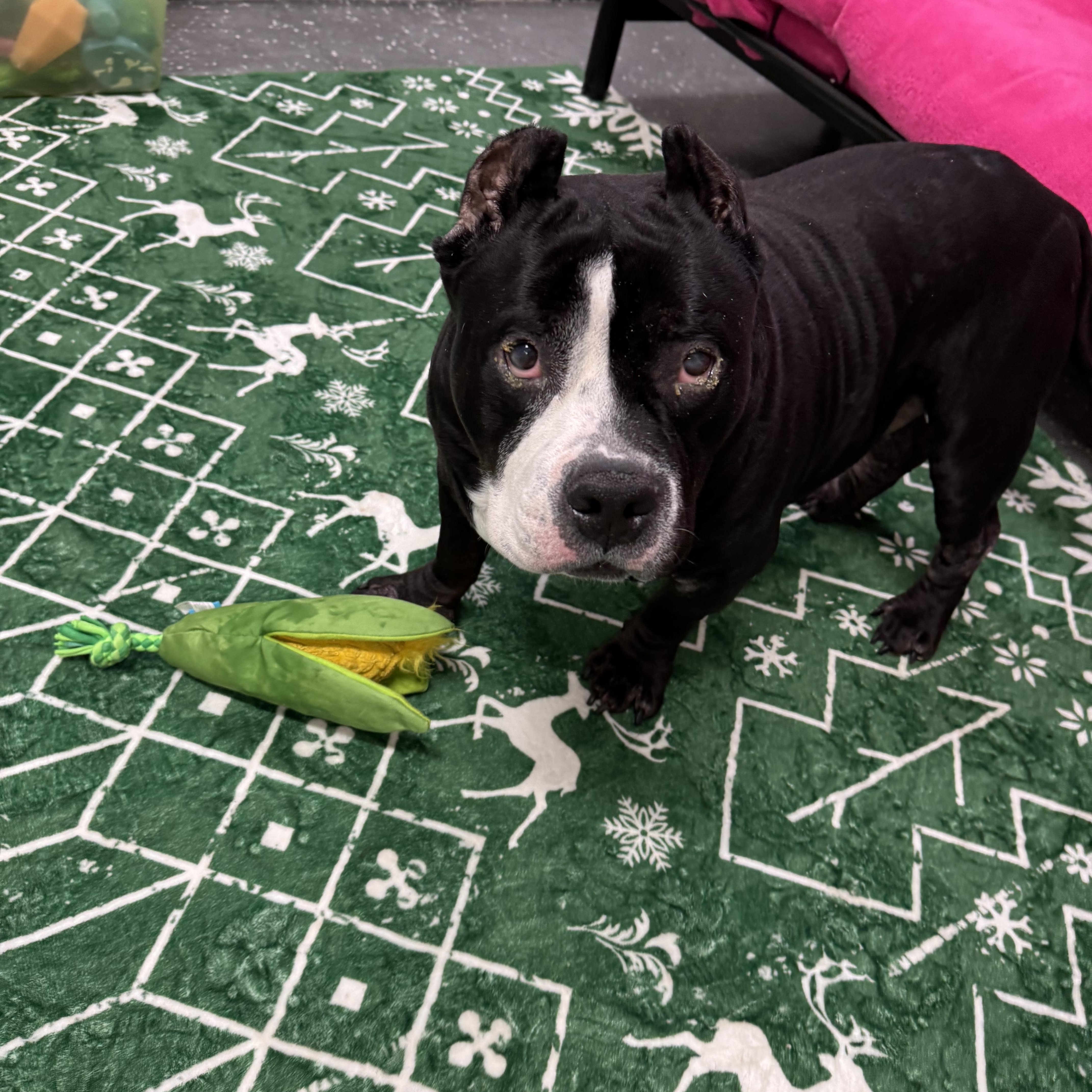 Enlarge Onyx, a ADOPTABLE mixed breed in Youngstown, OH image 2/5