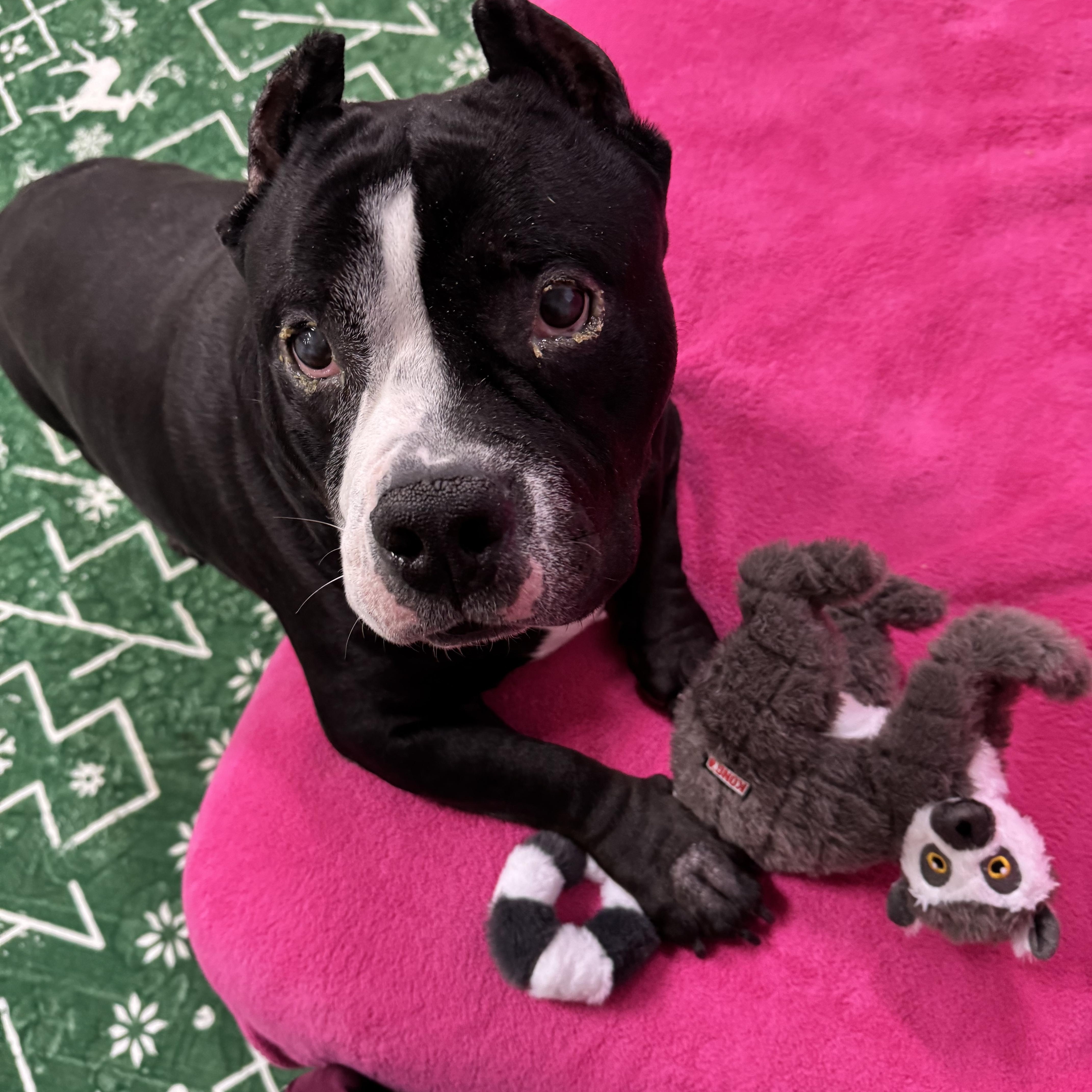 Onyx, ADOPTABLE, Young Male American Bulldog & Pit Bull Terrier.