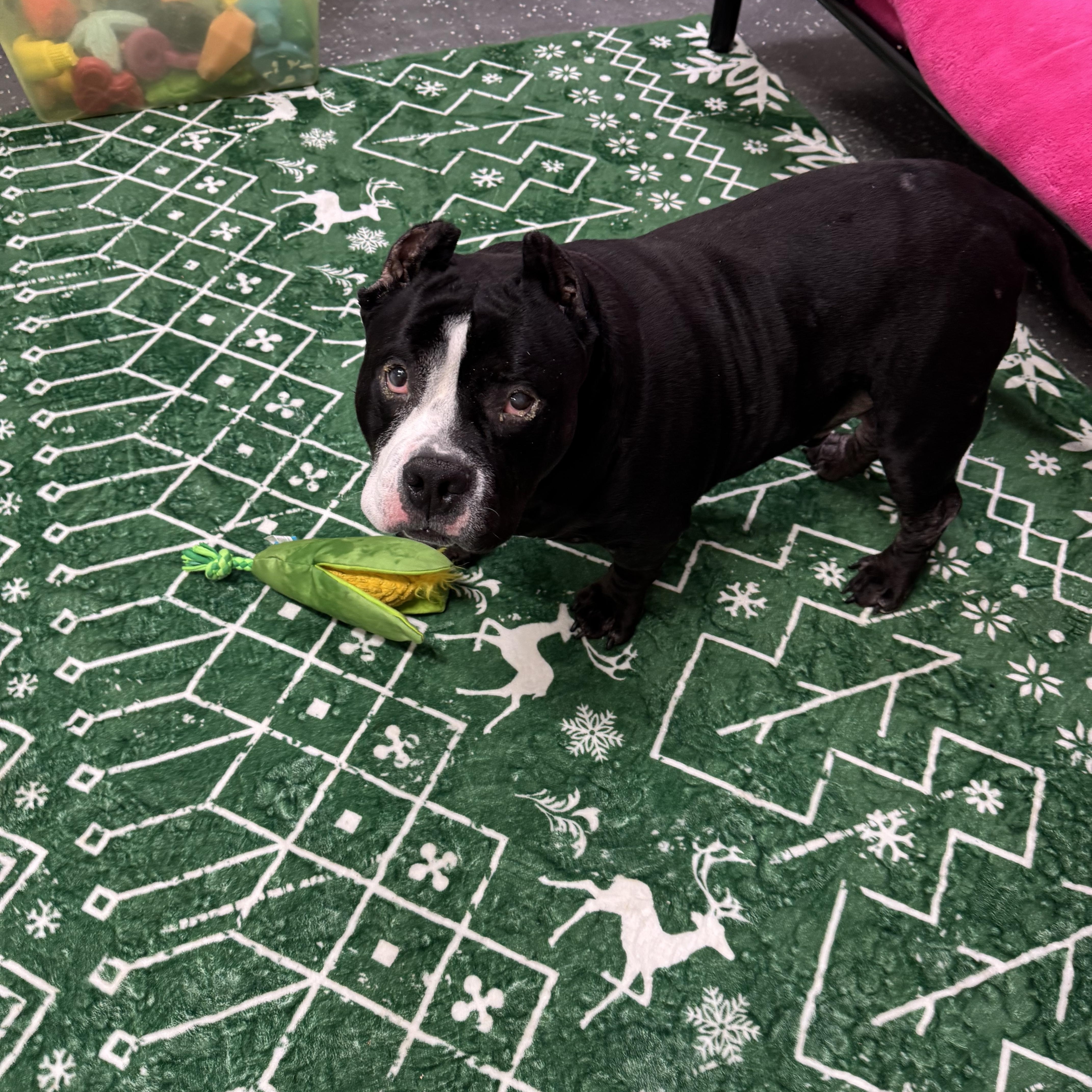 Enlarge Onyx, a ADOPTABLE mixed breed in Youngstown, OH image 5/5