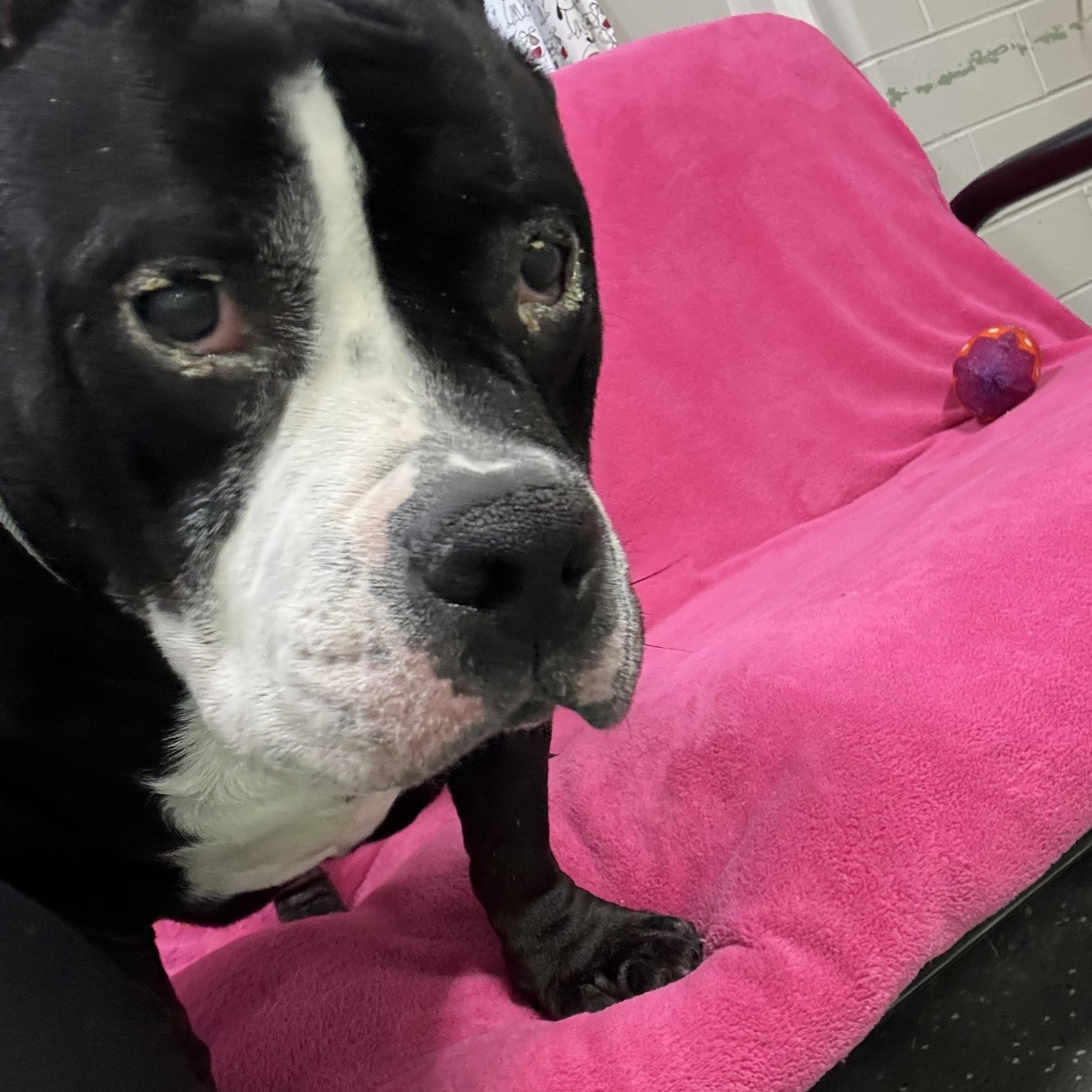 Enlarge Onyx, a ADOPTABLE mixed breed in Youngstown, OH image 4/5