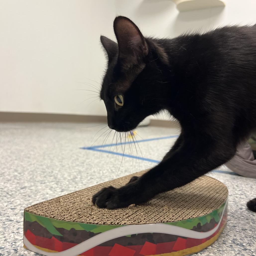 Annabelle, a Adoptable Domestic Short Hair in Ottawa, KS image 1/6