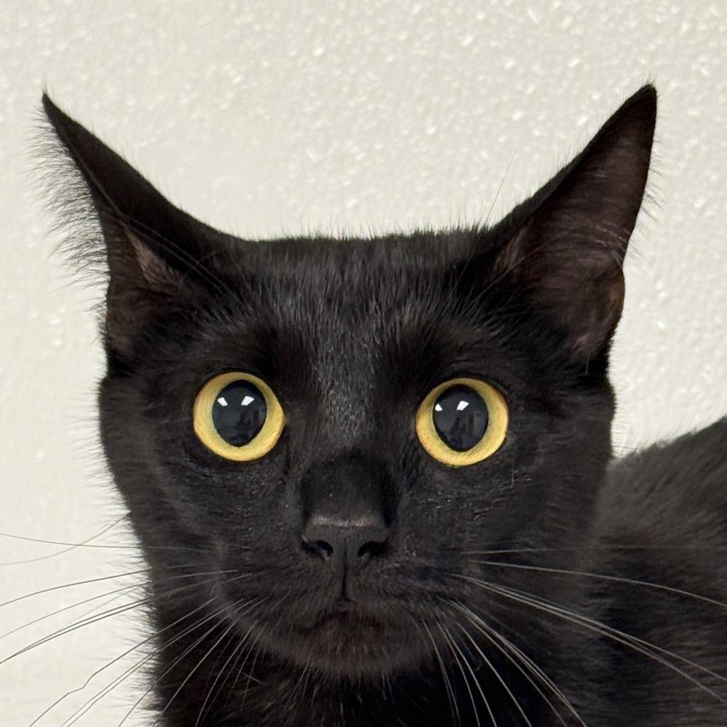 Annabelle, a Adoptable Domestic Short Hair in Ottawa, KS image 4/6