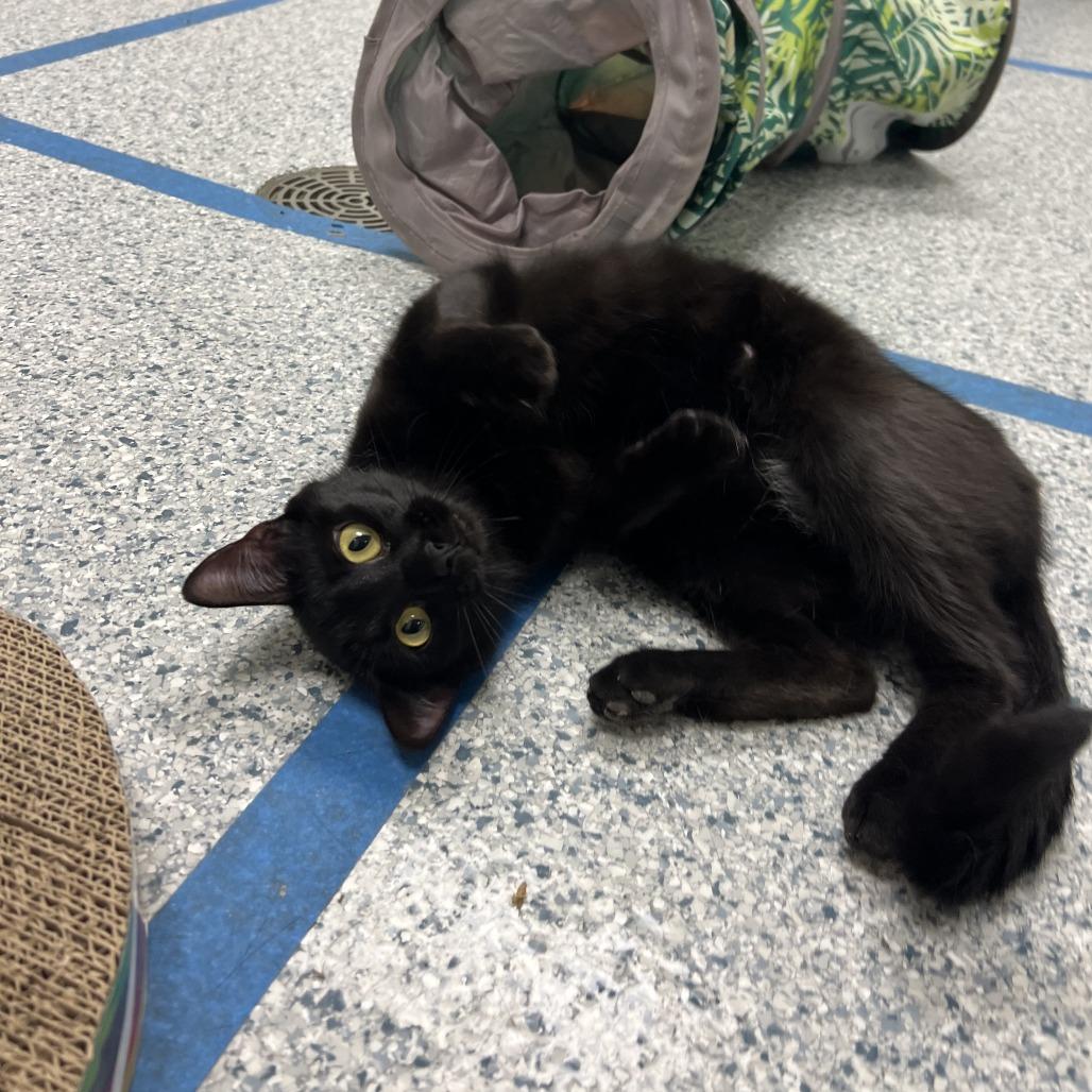Annabelle, a Adoptable Domestic Short Hair in Ottawa, KS image 5/6