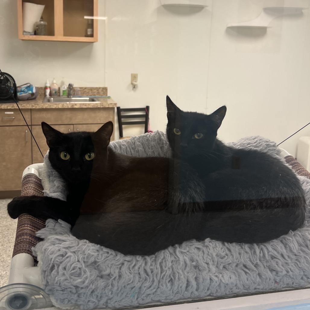Annabelle, a Adoptable Domestic Short Hair in Ottawa, KS image 6/6