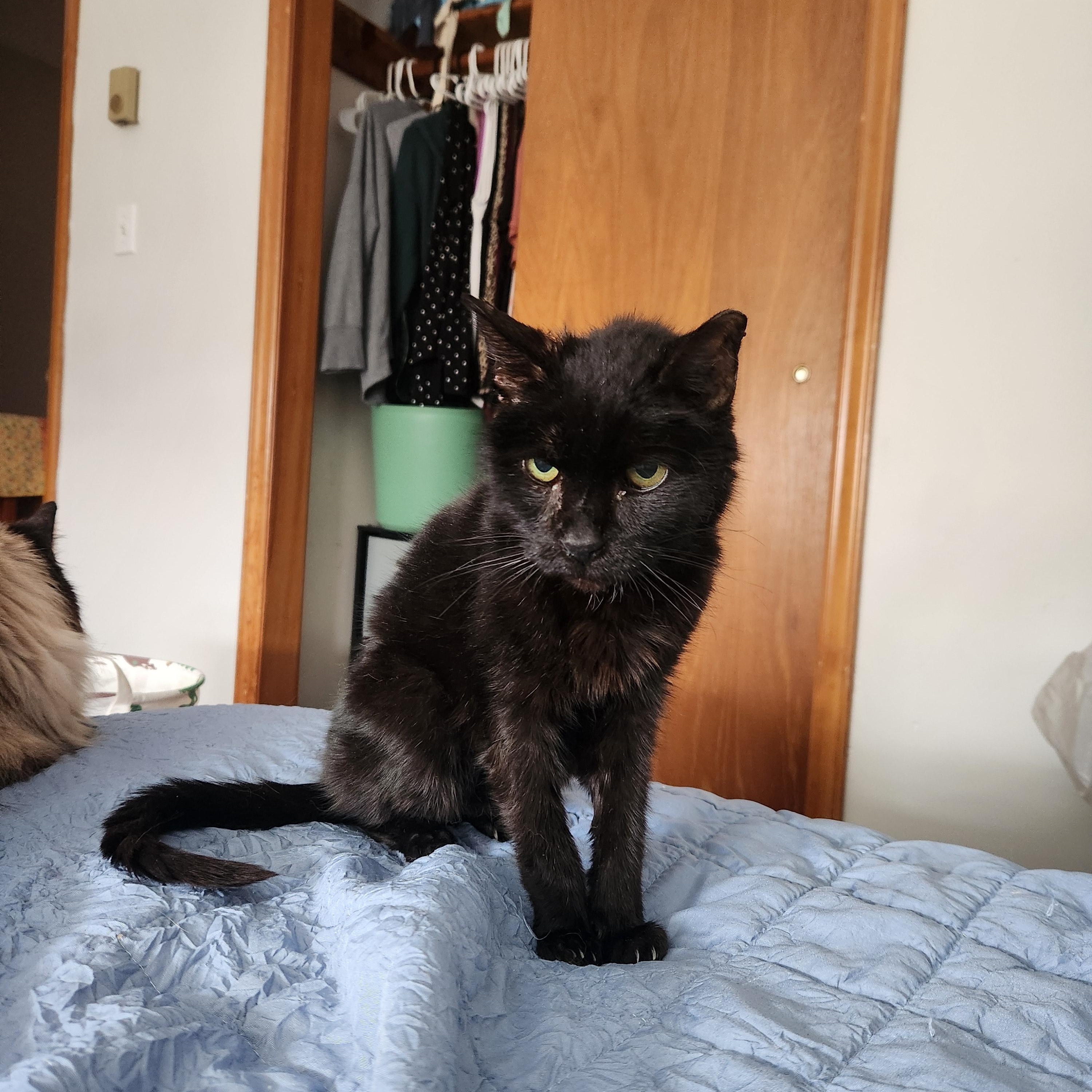 Mr. Man, Senior Male Domestic Short Hair