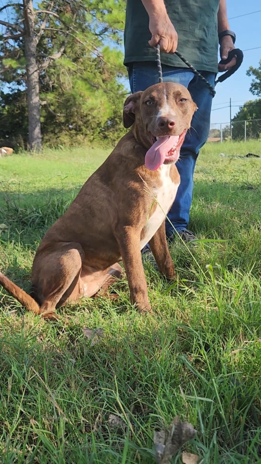 Violet, a Adoptable Labrador Retriever in abingdon, MD image 1/2