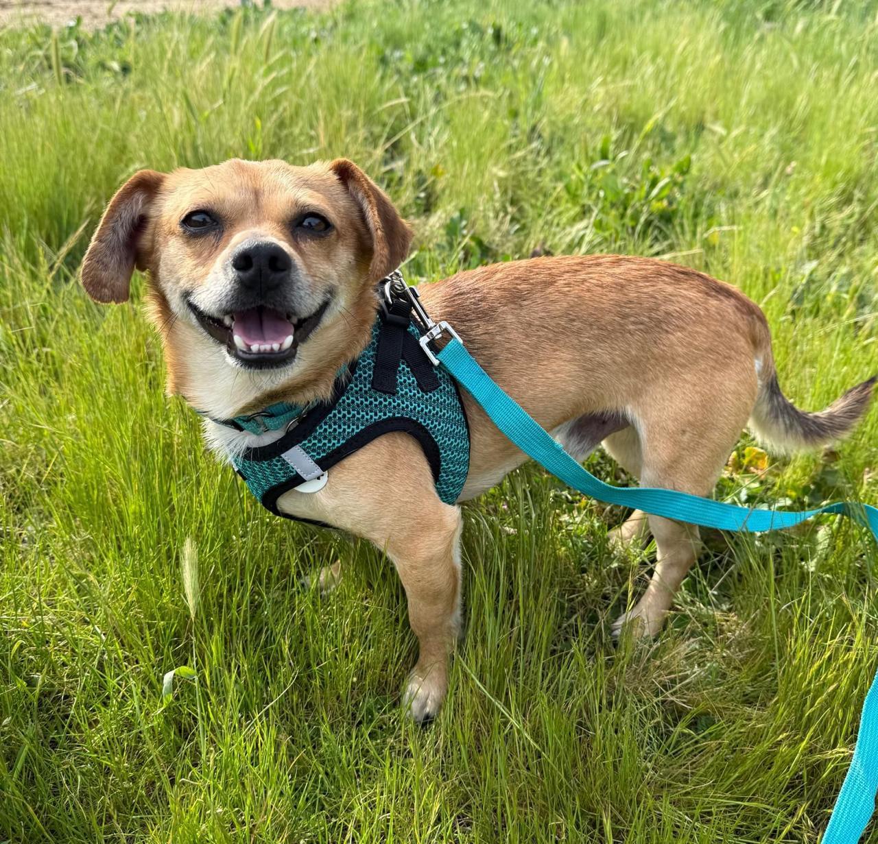 Enlarge Turbo, a ADOPTABLE Chihuahua in Los Angeles, CA image 6/6