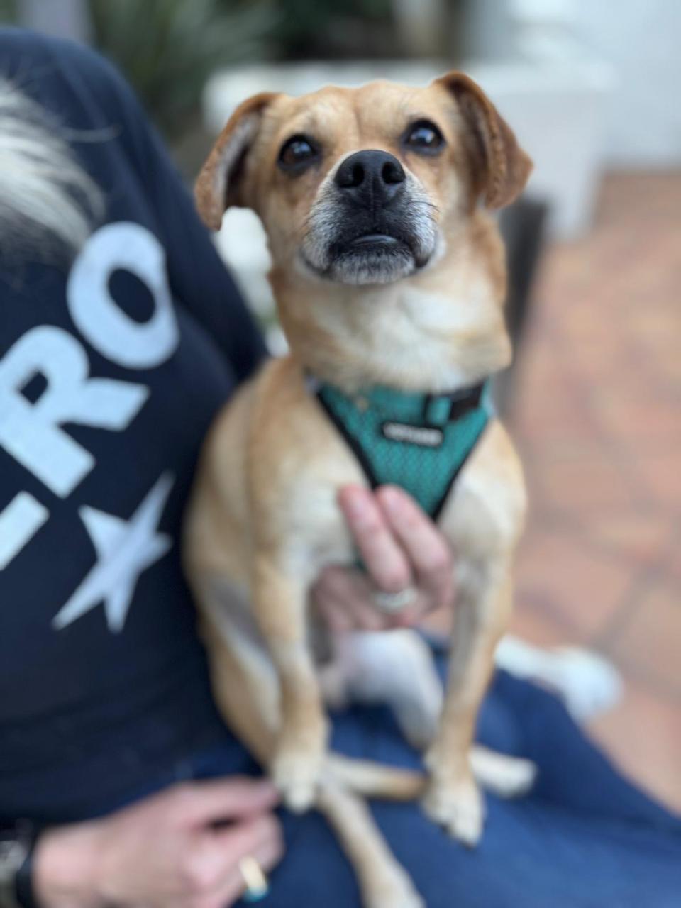 Enlarge Turbo, a ADOPTABLE Chihuahua in Los Angeles, CA image 3/6