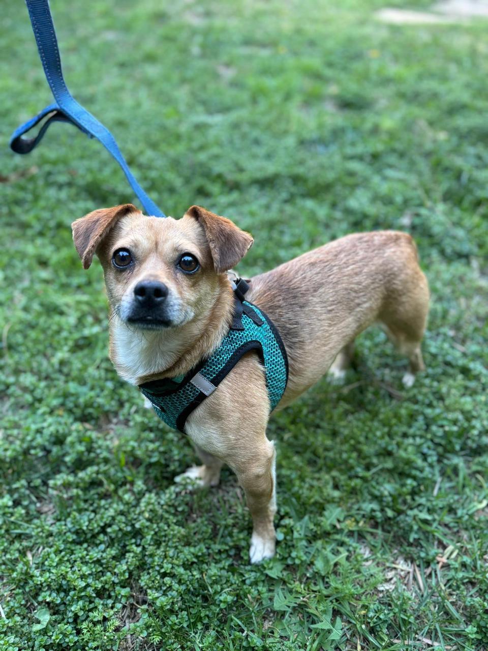 Enlarge Turbo, a ADOPTABLE Chihuahua in Los Angeles, CA image 4/6