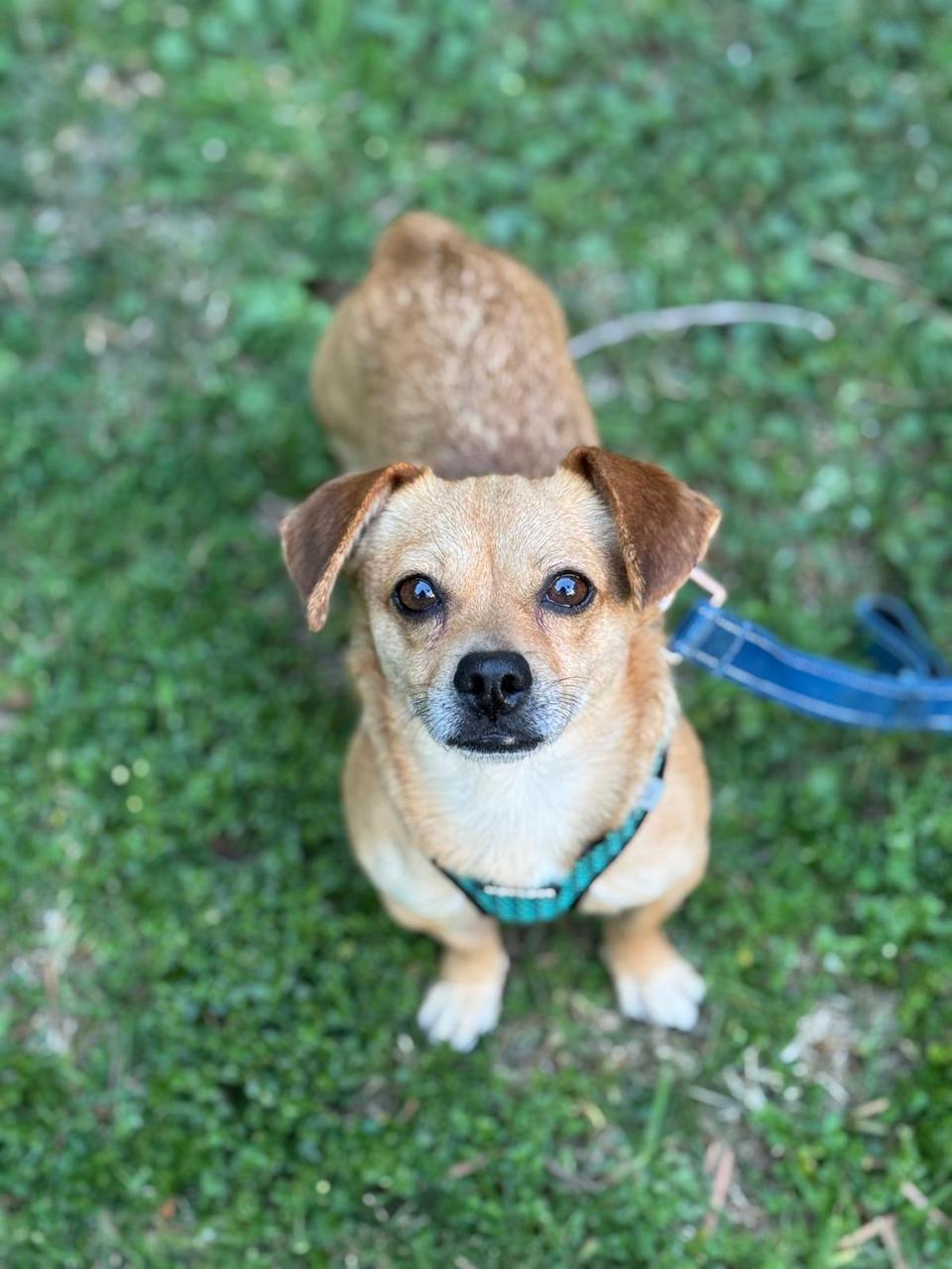 Enlarge Turbo, a ADOPTABLE Chihuahua in Los Angeles, CA image 2/6