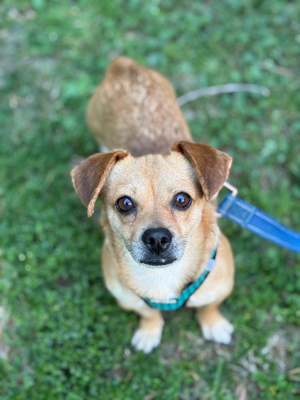 Enlarge Turbo, a ADOPTABLE Chihuahua in Los Angeles, CA image 1/6