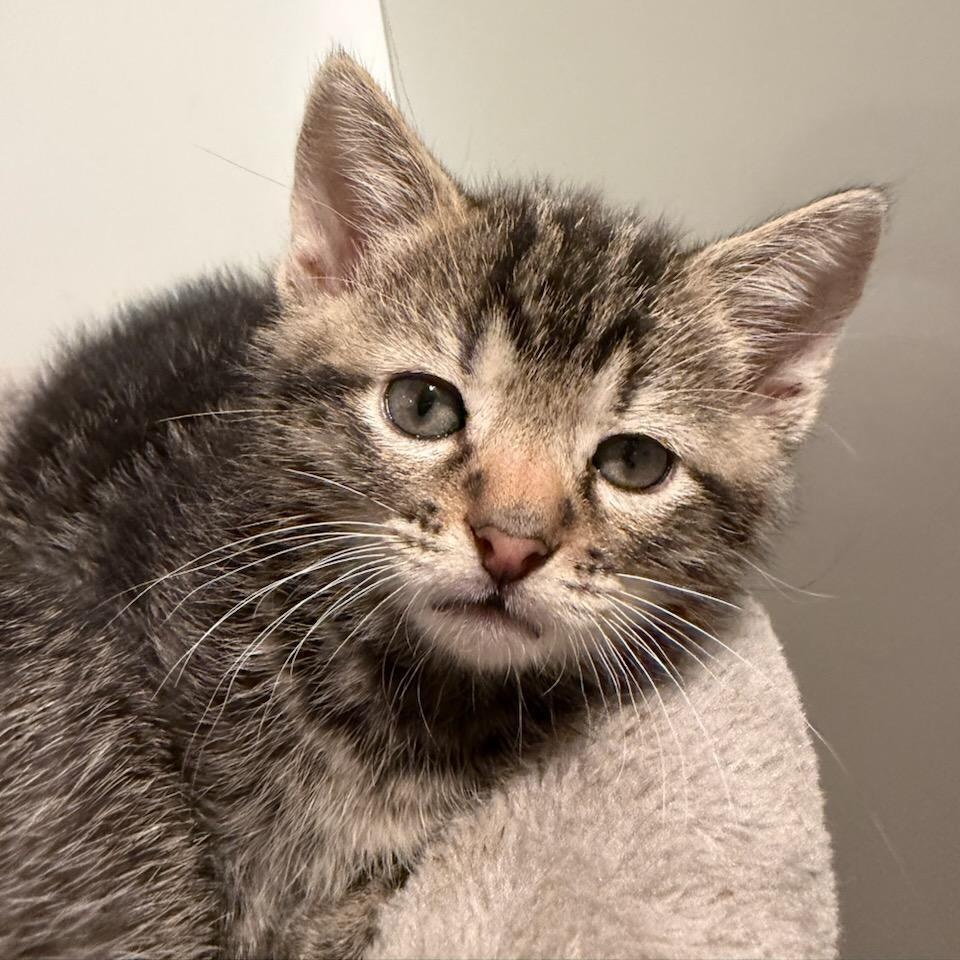 Jack, ADOPTABLE, Kitten Male Tabby.