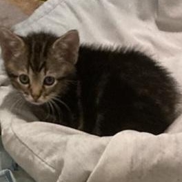 Enlarge Jack, a ADOPTABLE Tabby in St. Marys, WV image 2/3