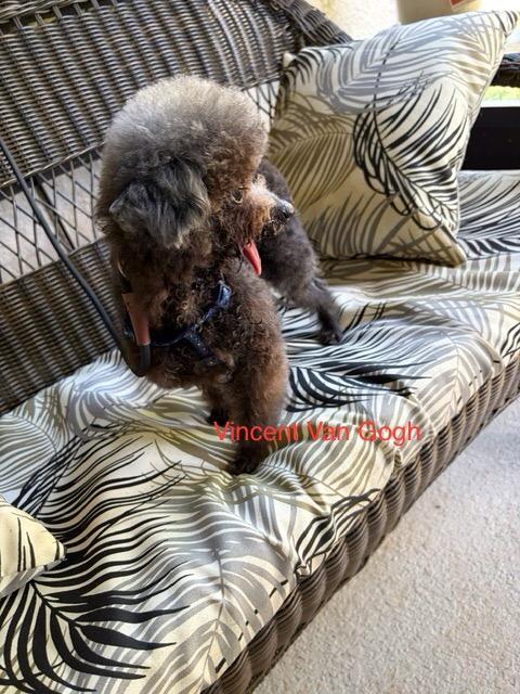 Enlarge Vincent Van Gogh, a Adoptable Poodle (Toy) in Maitland, FL image 3/3
