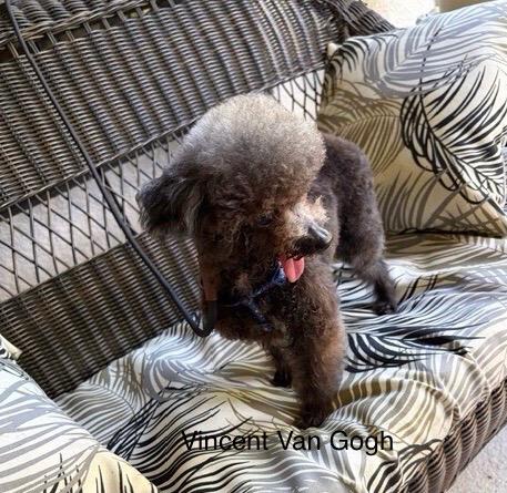 Enlarge Vincent Van Gogh, a Adoptable Poodle (Toy) in Maitland, FL image 2/3