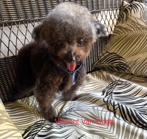 Enlarge Vincent Van Gogh, a Adoptable Poodle (Toy) in Maitland, FL image 1/3
