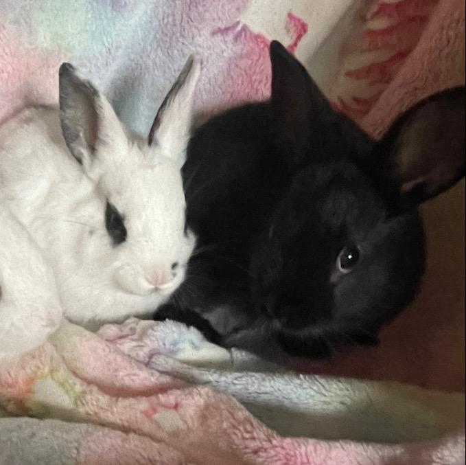 Dyno-Bonded to Static, Adoptable, Adult Female Rex.