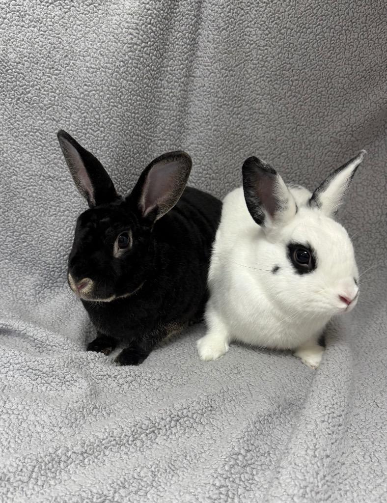 Enlarge Dyno-Bonded to Static, a Adoptable Rex in Pomona, NY image 2/5