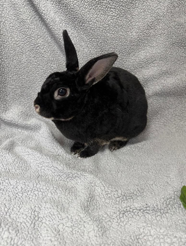 Enlarge Dyno-Bonded to Static, a Adoptable Rex in Pomona, NY image 5/5