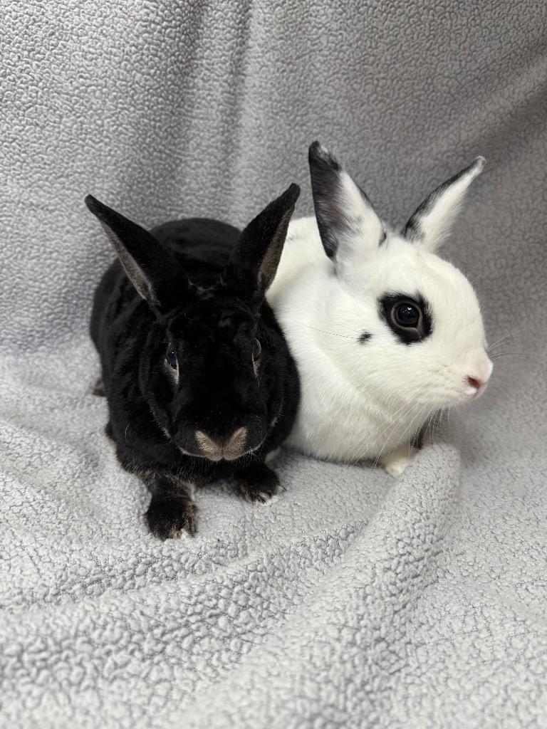 Enlarge Dyno-Bonded to Static, a Adoptable Rex in Pomona, NY image 5/5