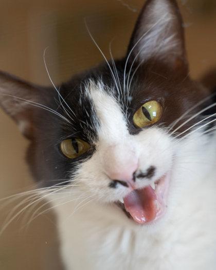 Enlarge Whiskers, a Adoptable mixed breed in Pequot Lakes, MN image 1/2