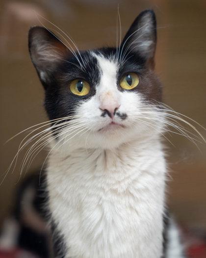 Whiskers, Adoptable, Adult Female Domestic Short Hair & Domestic Short Hair.