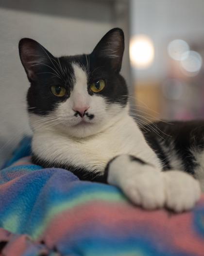 Enlarge Whiskers, a Adoptable mixed breed in Pequot Lakes, MN image 3/3