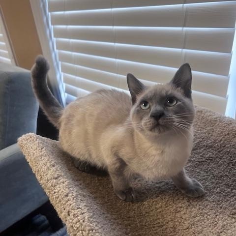 Enlarge Hot Pocket, a Adopted Siamese in Austin, TX image 1/3