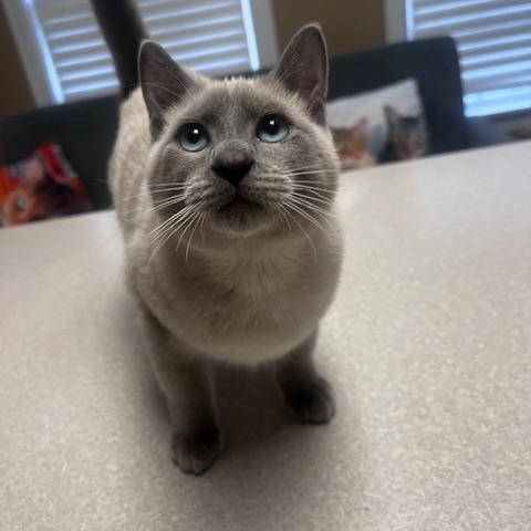 Enlarge Hot Pocket, a Adopted Siamese in Austin, TX image 2/3