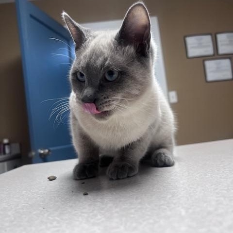 Enlarge Hot Pocket, a Adopted Siamese in Austin, TX image 3/3