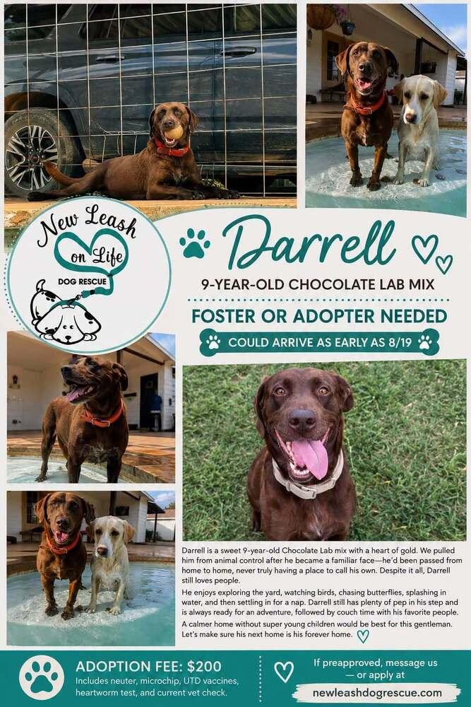 Darrell, Adoptable, Senior Male Labrador Retriever.
