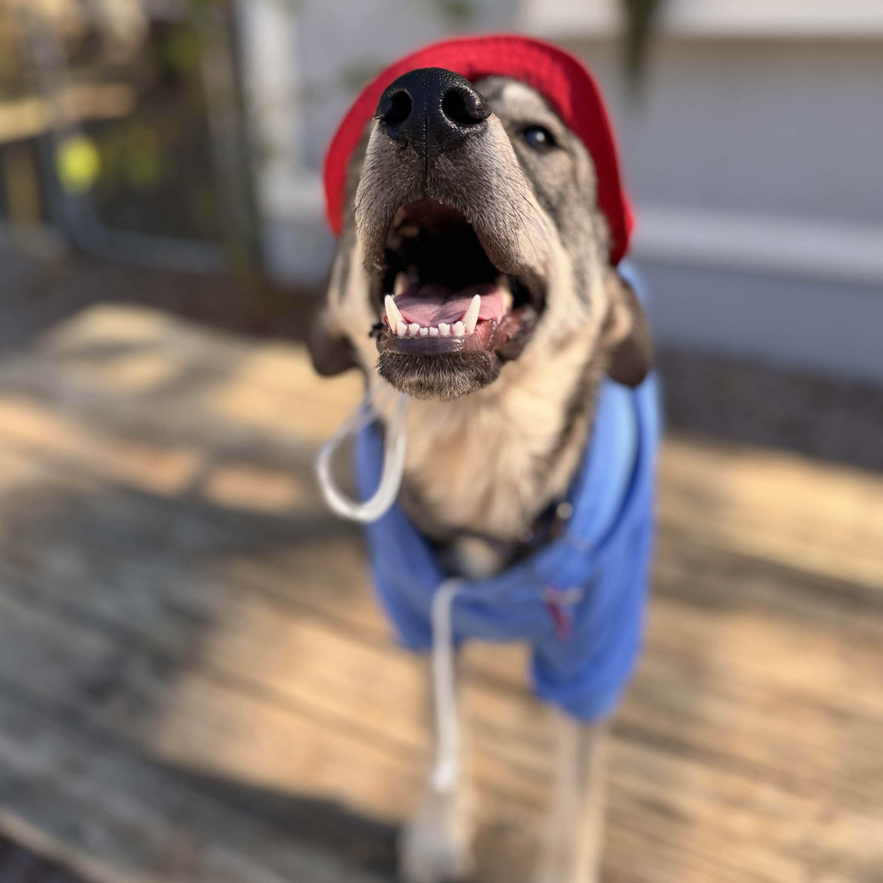 Enlarge Paddington, a Adoptable mixed breed in Austin, TX image 2/6