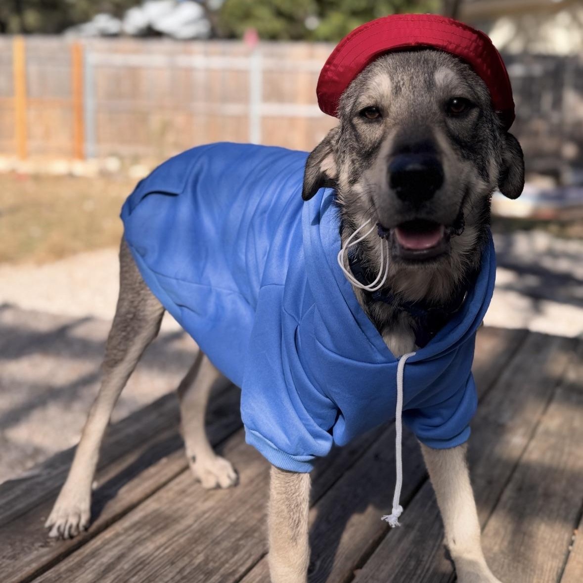 Enlarge Paddington, a Adoptable mixed breed in Austin, TX image 5/6