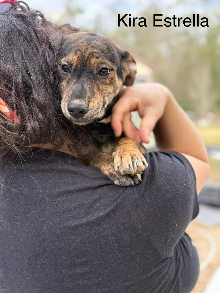 Kira Estrella (AVAILABLE 1/26), Adoptable, Puppy Female Hound & Labrador Retriever.
