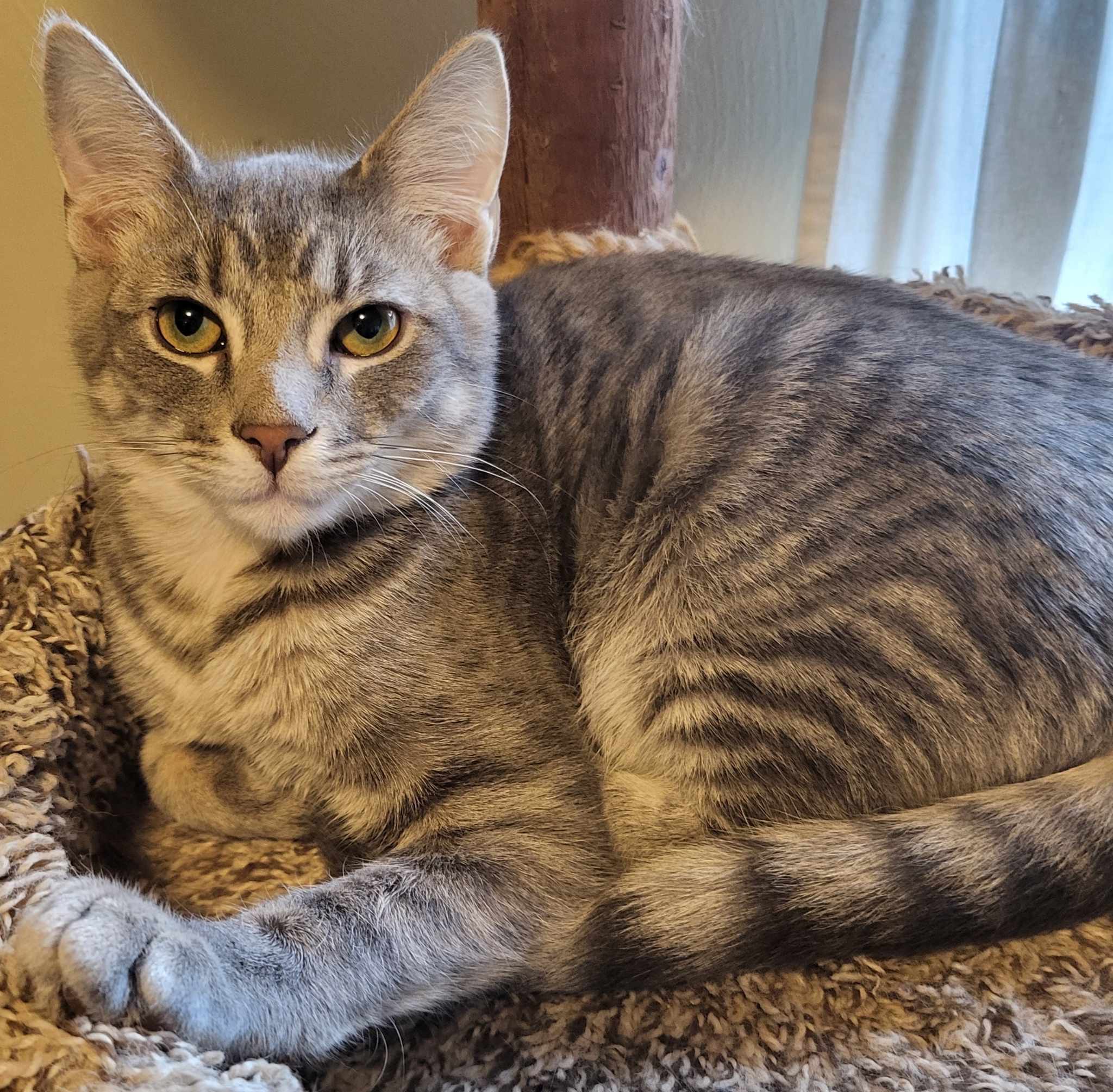 Ace, Adoptable, Young Male Domestic Short Hair.