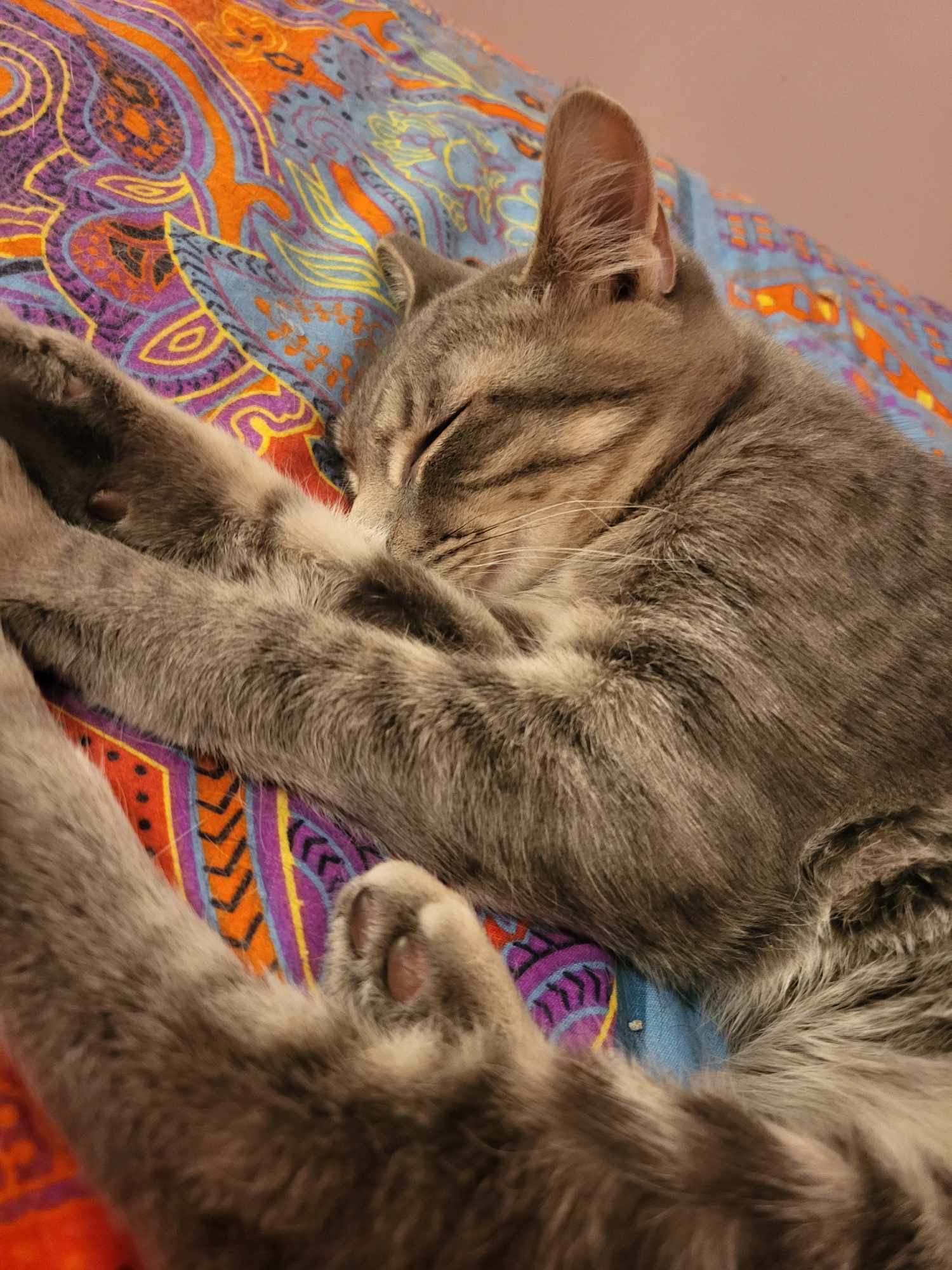 Enlarge Ace, a Adoptable Domestic Short Hair in Greensburg, PA image 3/3