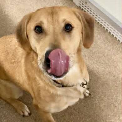 Tuna, Adoptable, Adult Male Mixed Breed.