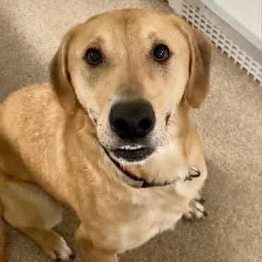 Enlarge Tuna, a Adoptable Mixed Breed in Ballston Spa, NY image 2/2