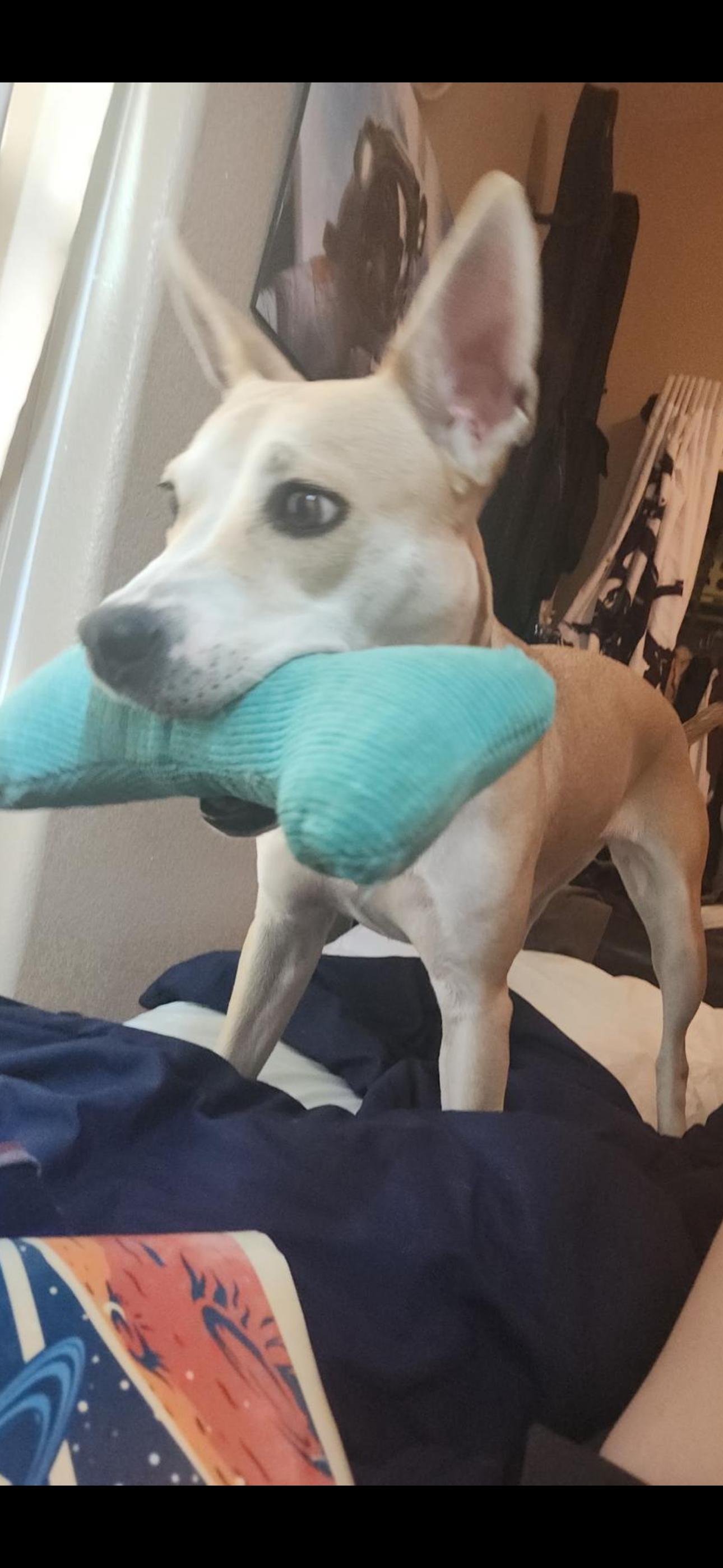 Lucy, a Adoptable mixed breed in Beaverton, OR image 2/2