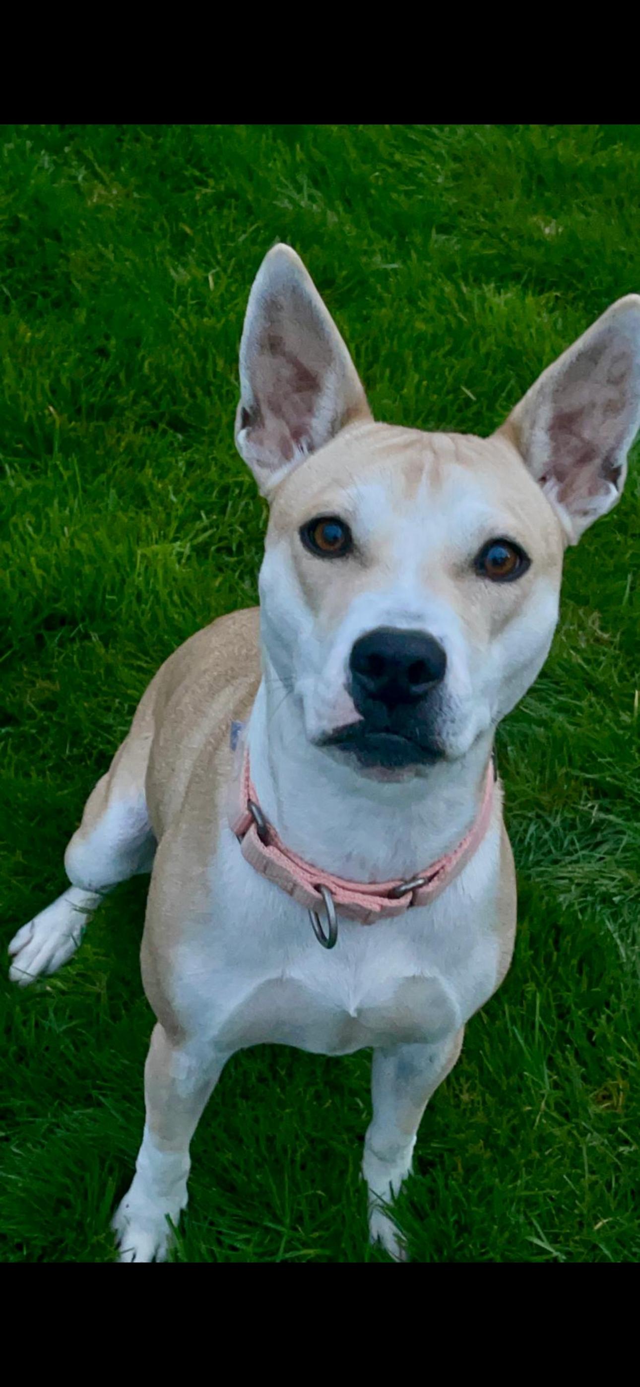 Lucy, a Adoptable mixed breed in Beaverton, OR image 1/2