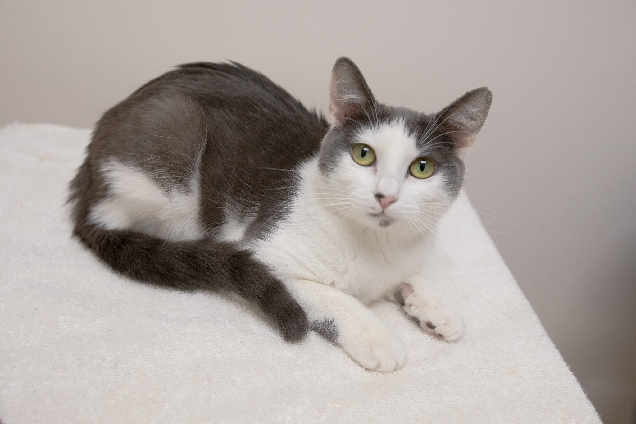 Enlarge Mulberry, a Adoptable Domestic Short Hair in Montclair, NJ image 2/6