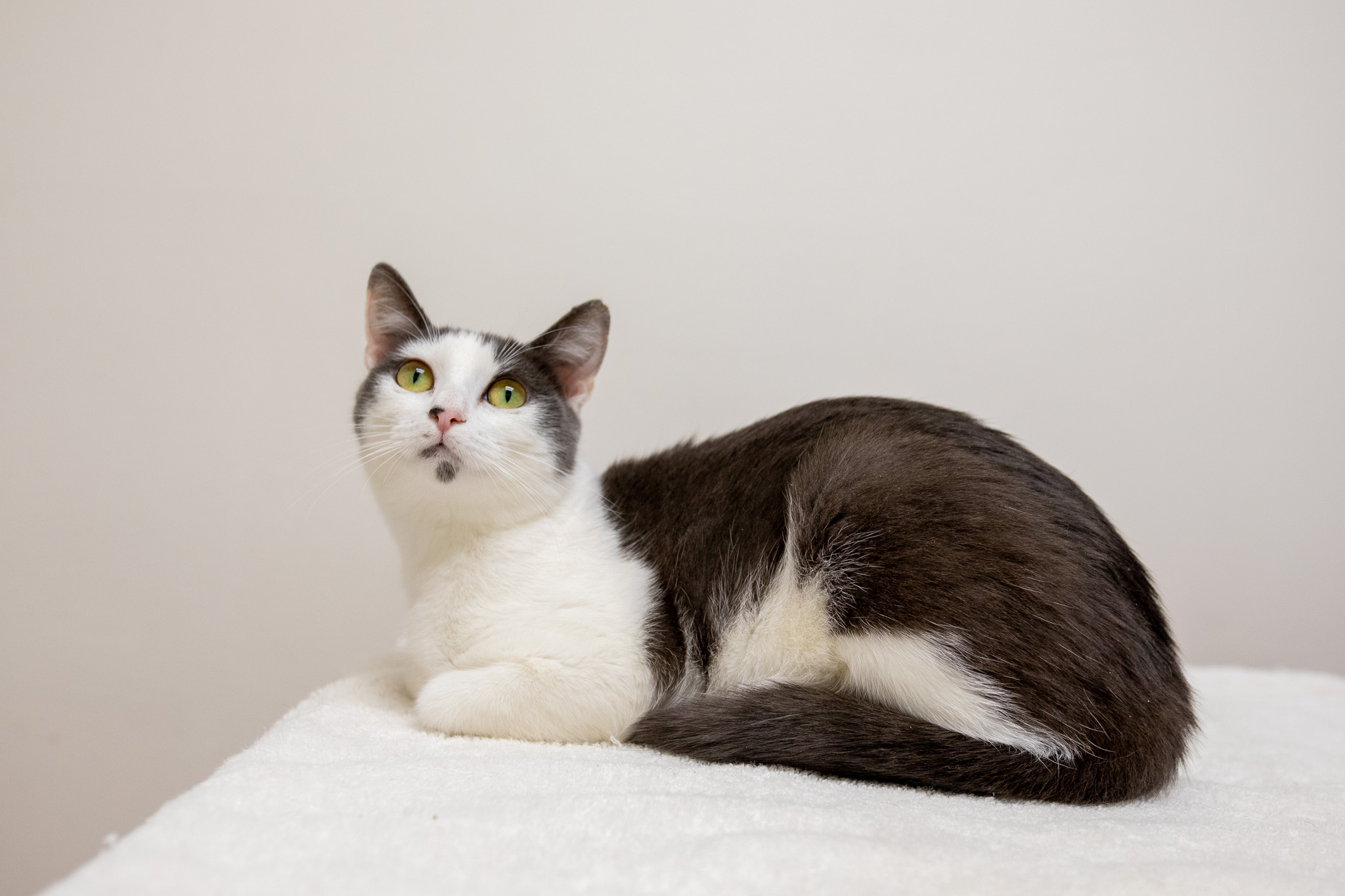 Enlarge Mulberry, a Adoptable Domestic Short Hair in Montclair, NJ image 3/6