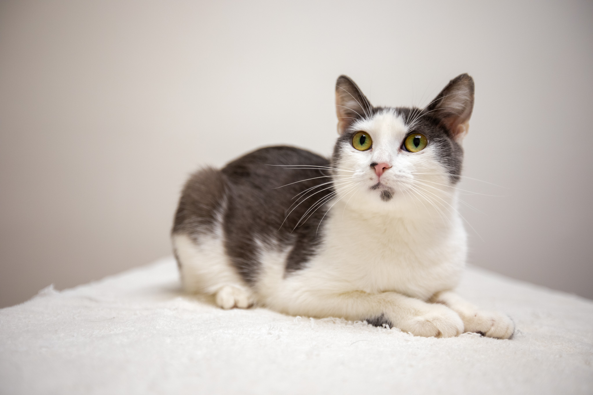 Enlarge Mulberry, a Adoptable Domestic Short Hair in Montclair, NJ image 4/6